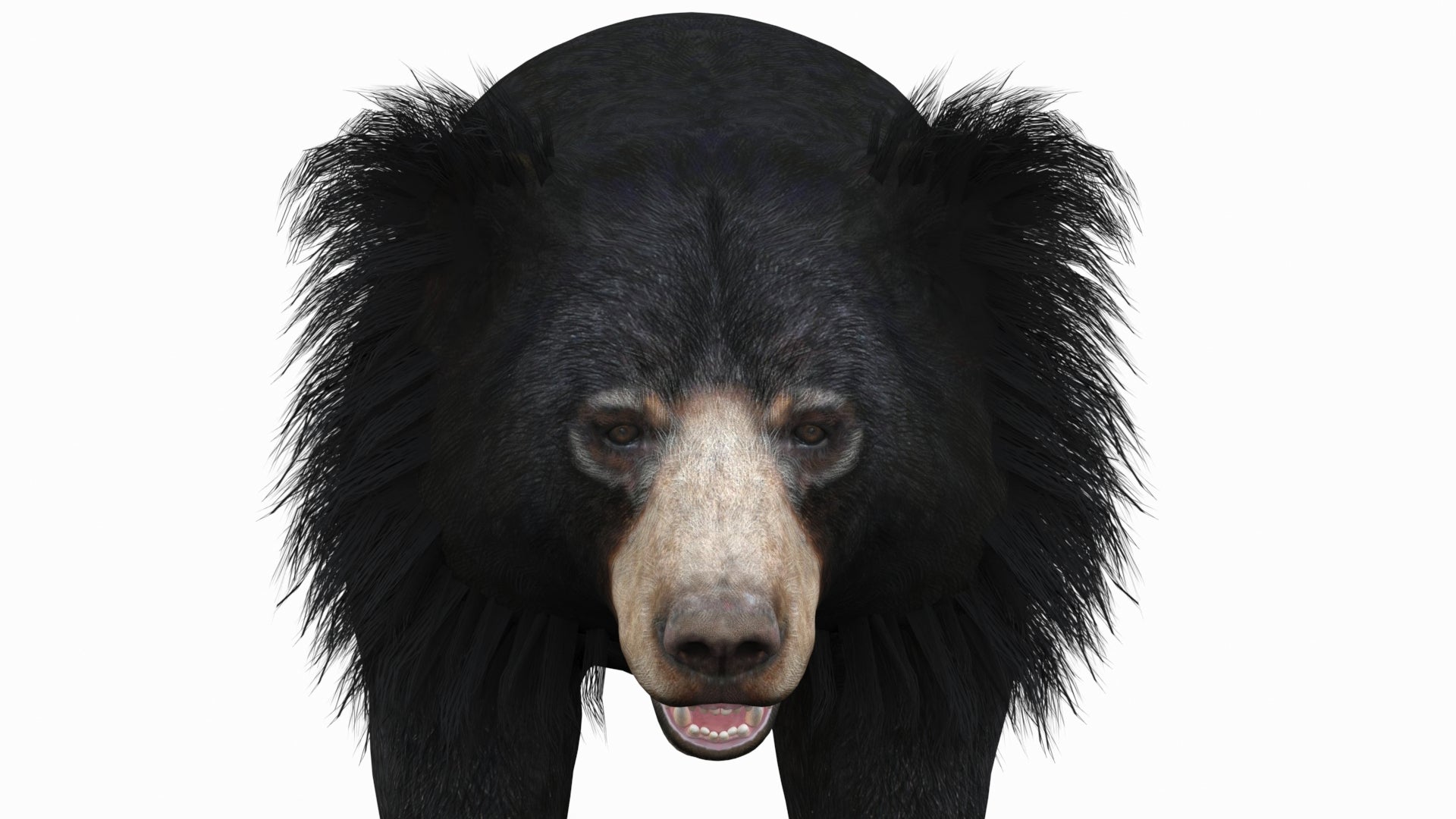 Sloth Bear 3D Model - Head Close Up front view | PROmax3D