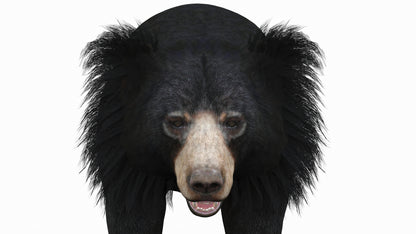 Sloth Bear 3D Model