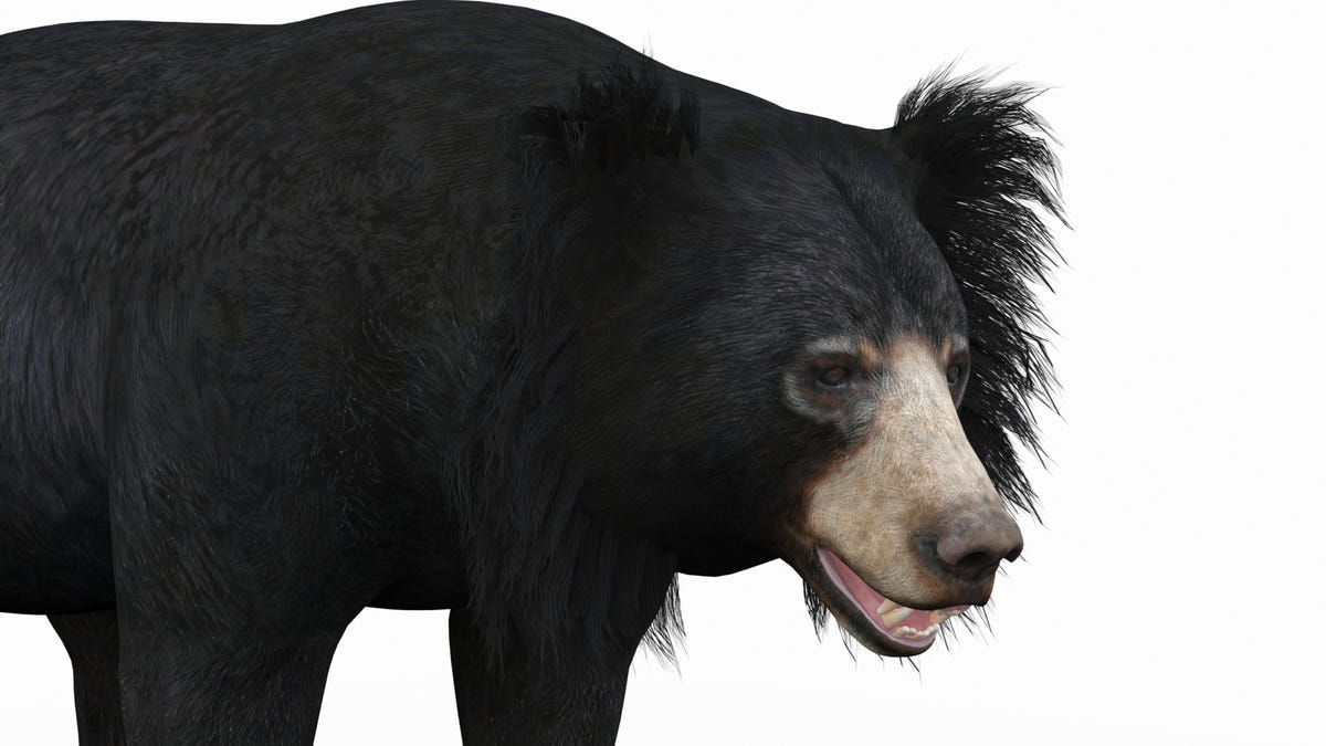 Sloth Bear 3D Model head close up view