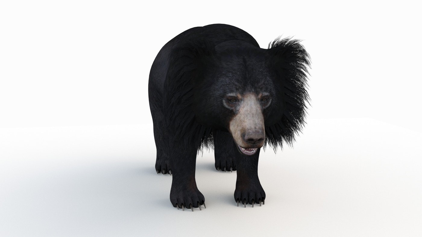 Rigged Sloth Bear 3D Model - 360 Degree View