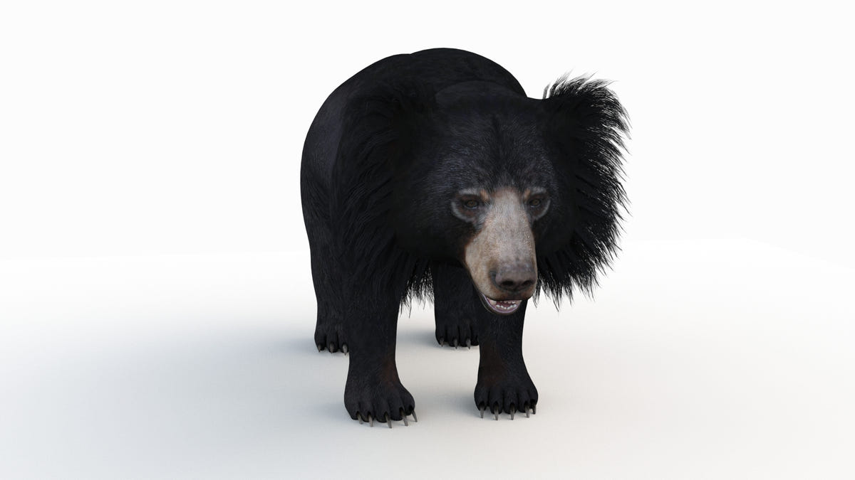 Animated Bear Family 3D Bundle — Black Bear and Sloth Bear - 360 Degree View