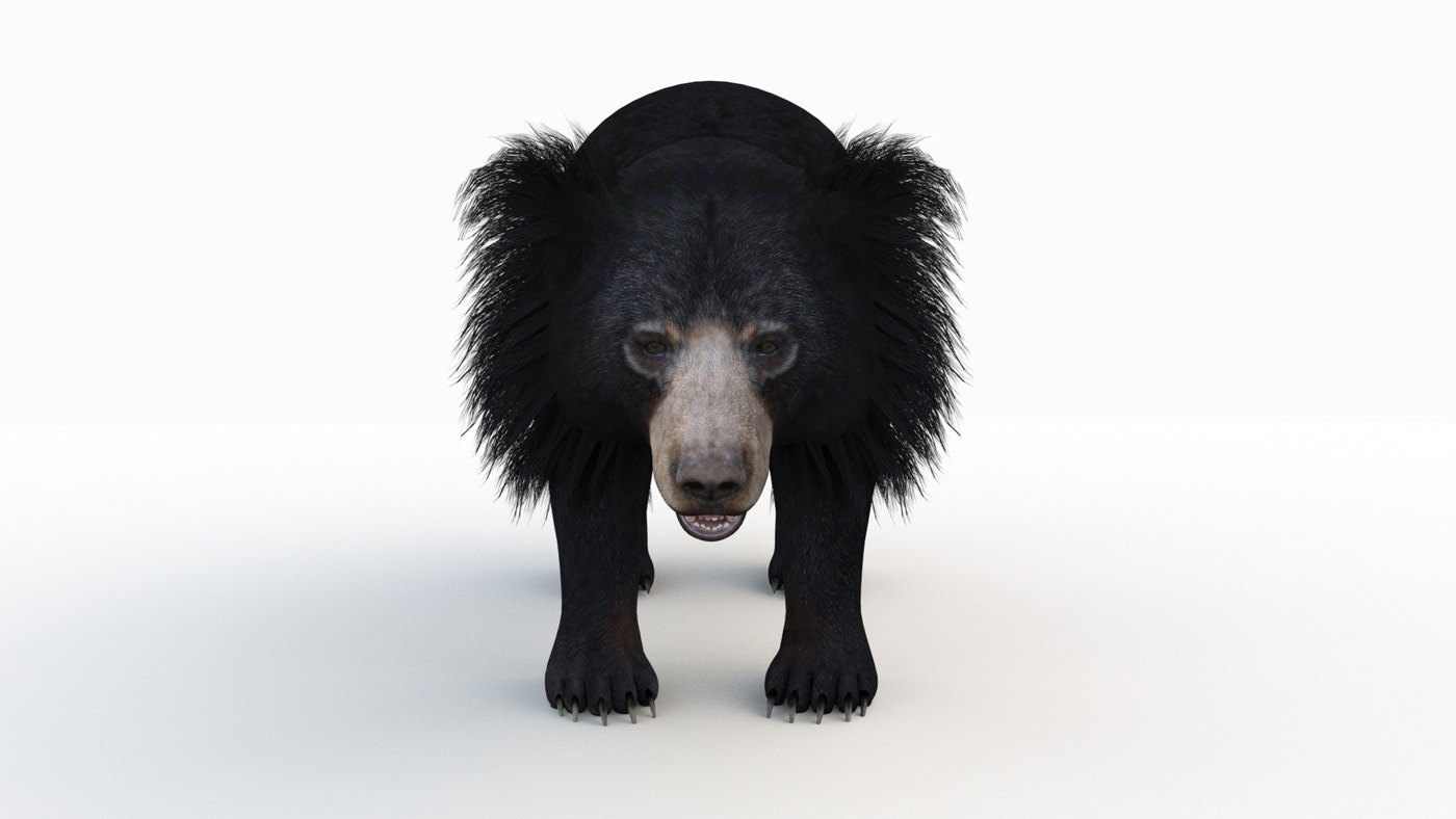 Sloth Bear 3D Model - 360 Degree View