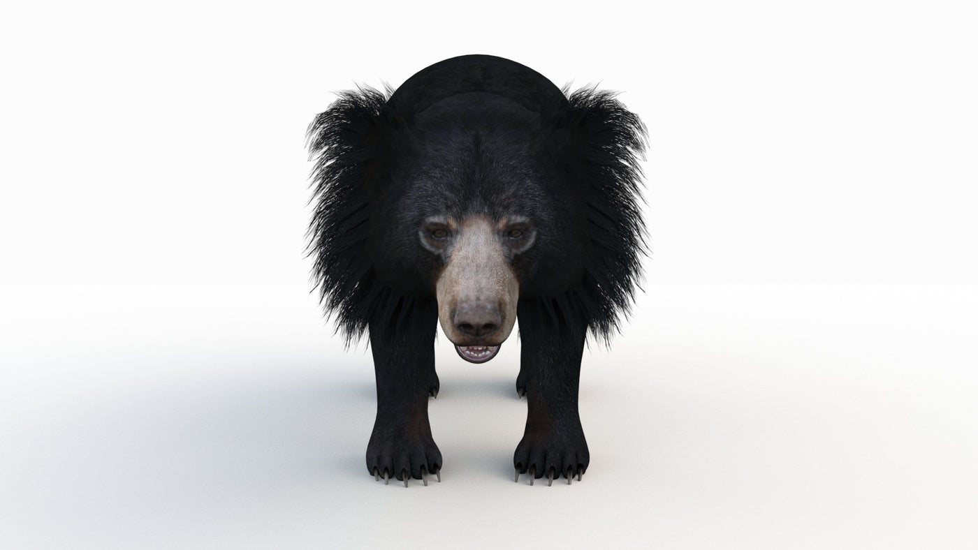 Animated Sloth Bear 3D Model - 360 Degree View