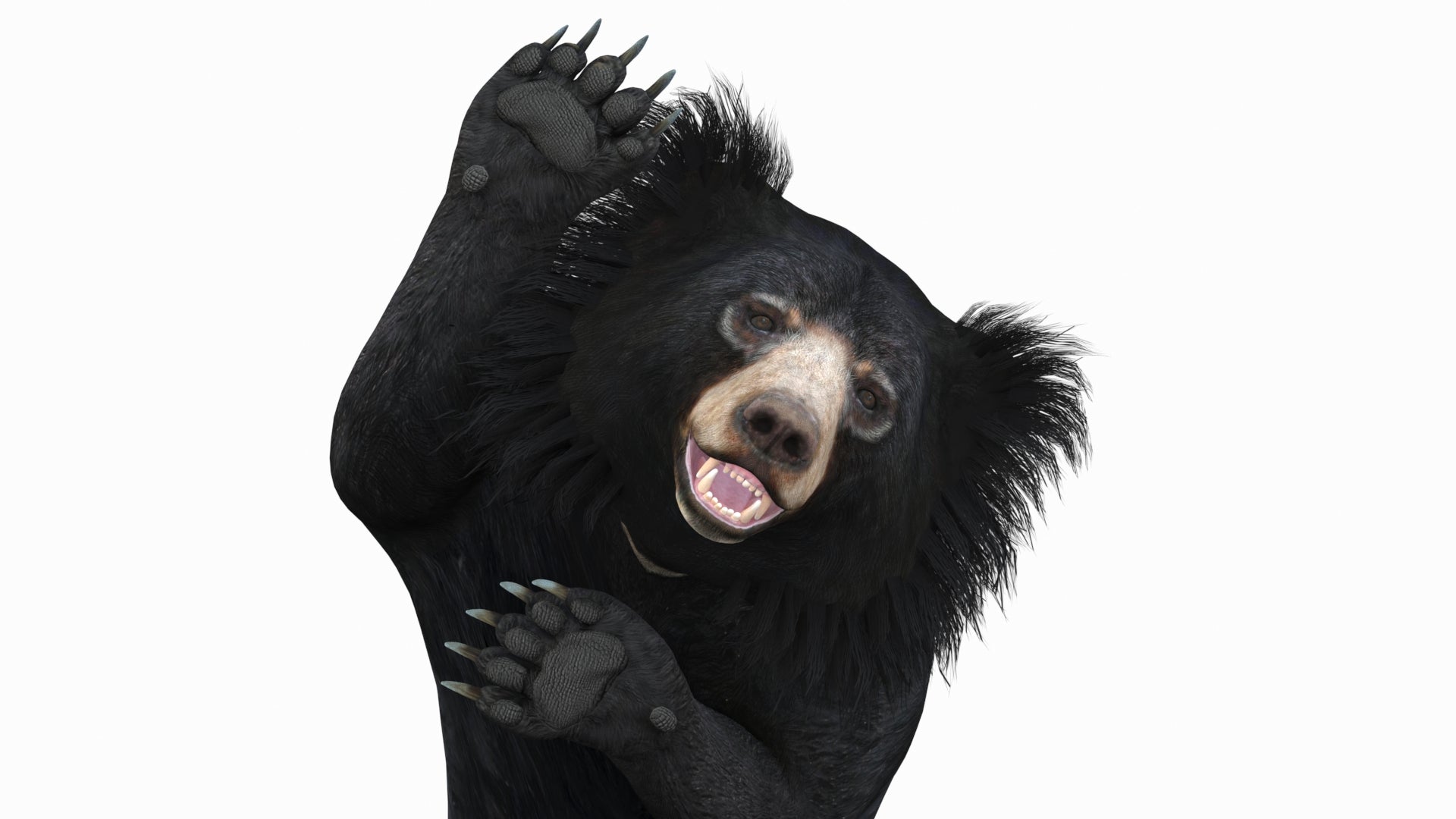 Sloth Bear 3D Model with 3ds Max CAT Rigging for Download