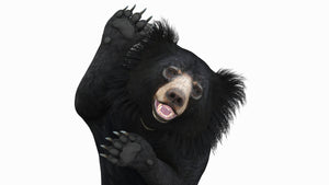 Sloth Bear 3D Model with 3ds Max CAT Rigging for Download Thumbnail