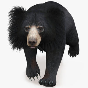 Animated Sloth Bear 3D Model Thumbnail
