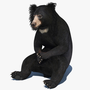 Sloth Bear Animated 3D Model for Download Thumbnail