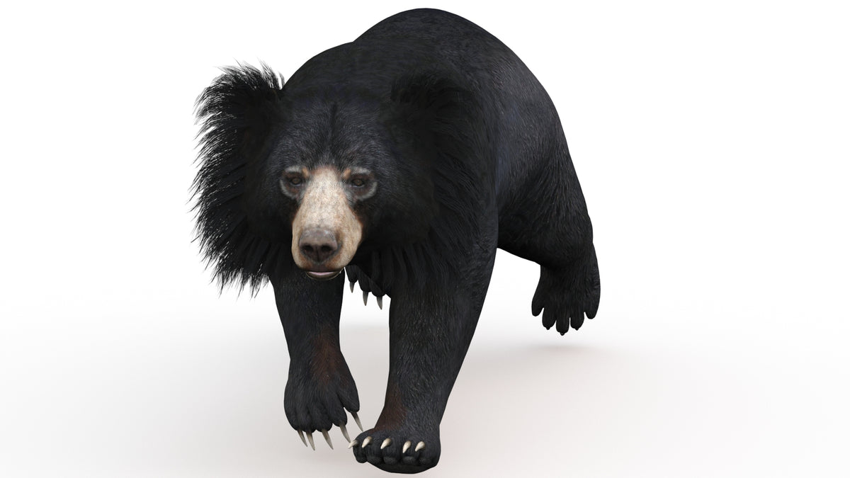 Animated Sloth Bear 3D Model for Download