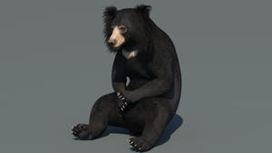 Animated Sloth Bear 3D Model for Download Thumbnail