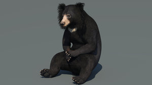 Animated Sloth Bear 3D Model for Download Thumbnail