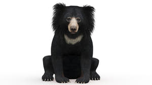 Seatting Sloth Bear 3D Model Thumbnail