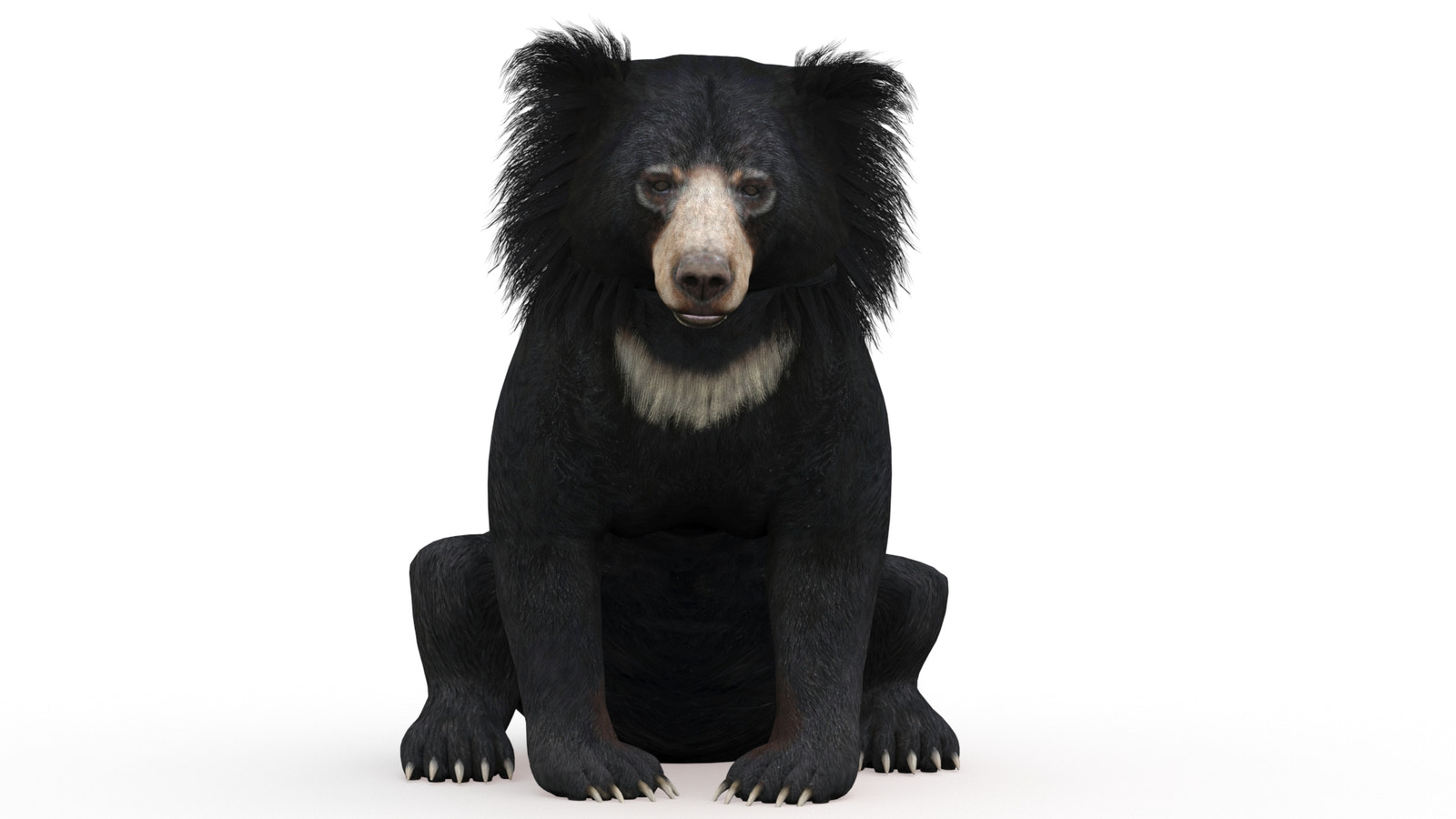 Seatting Sloth Bear 3D Model