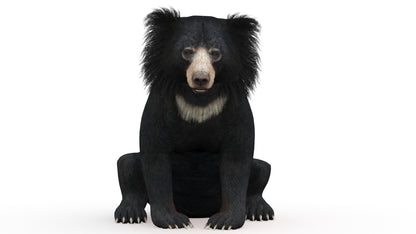 Animated Bear Family 3D Bundle — Black Bear and Sloth Bear