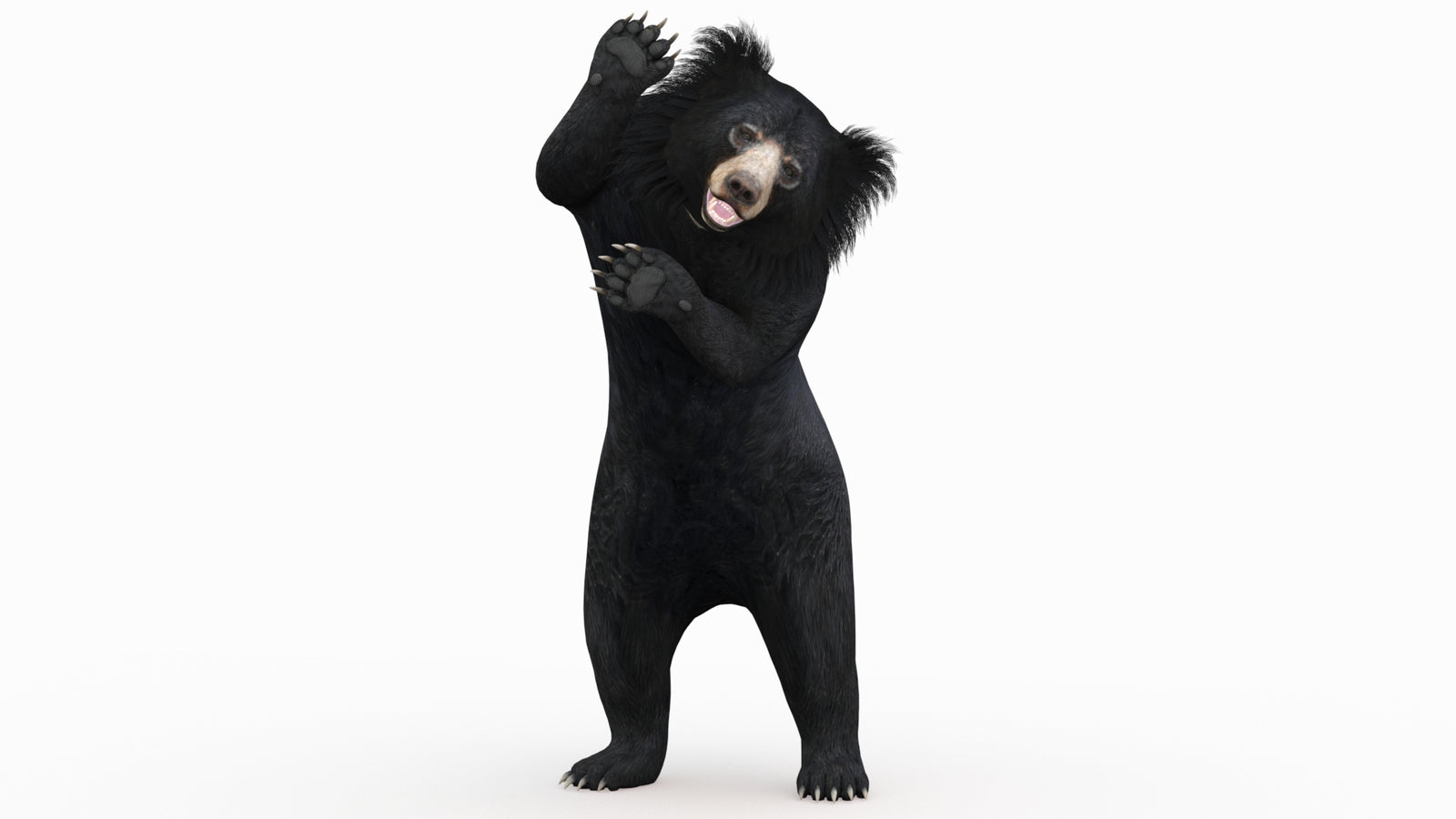 Pushing Sloth Bear 3D Model