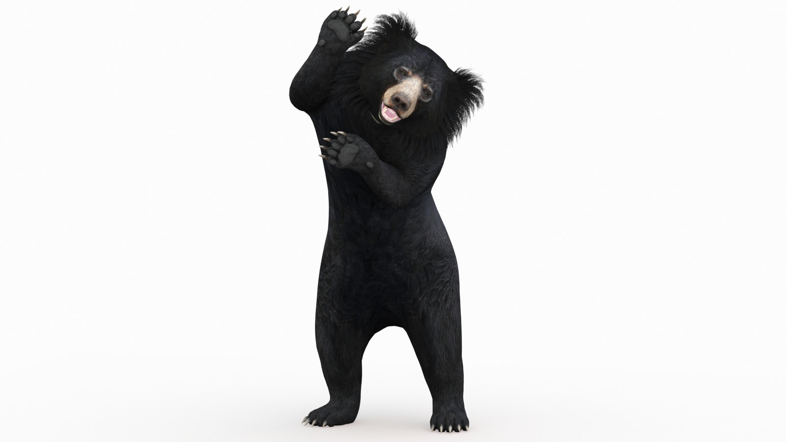Pushing Sloth Bear 3D Model