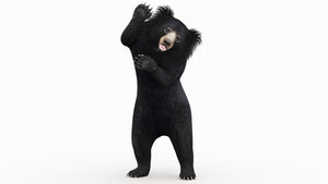 Animated Sloth Bear 3D Model for Download