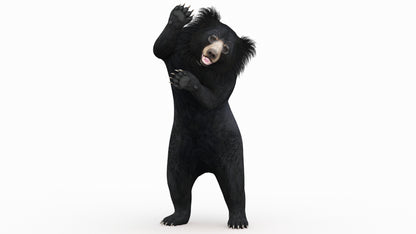 Animated Bear Family 3D Bundle — Black Bear and Sloth Bear