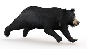 Animated Sloth Bear 3D Model for Download Thumbnail