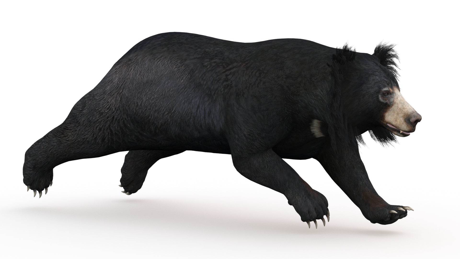 Animated Sloth Bear 3D Model for Download running