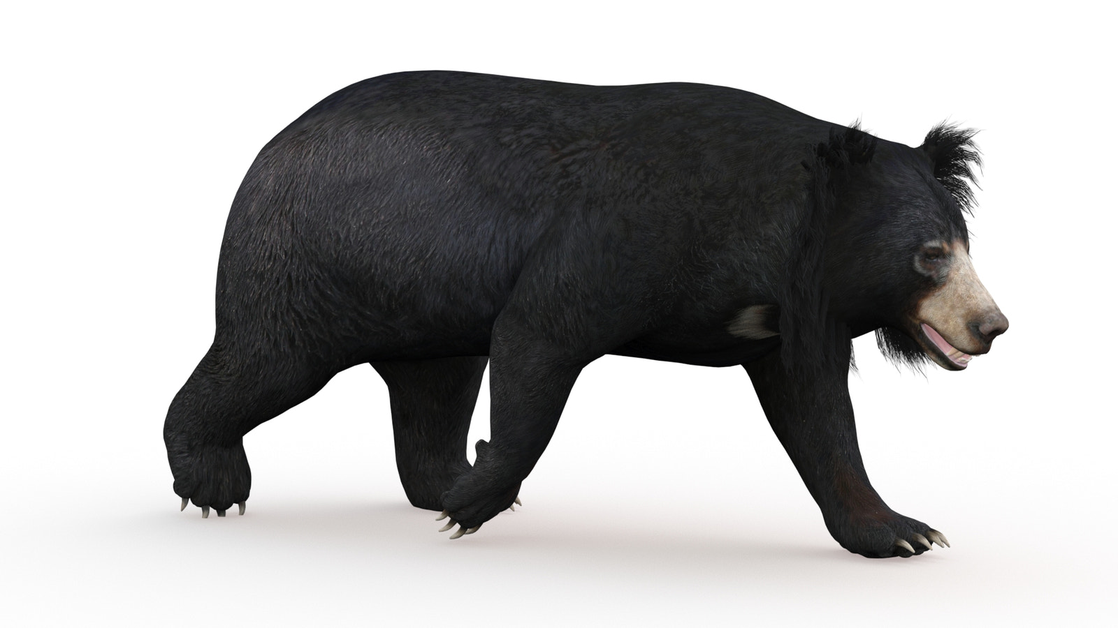 Walking Sloth Bear 3D Model