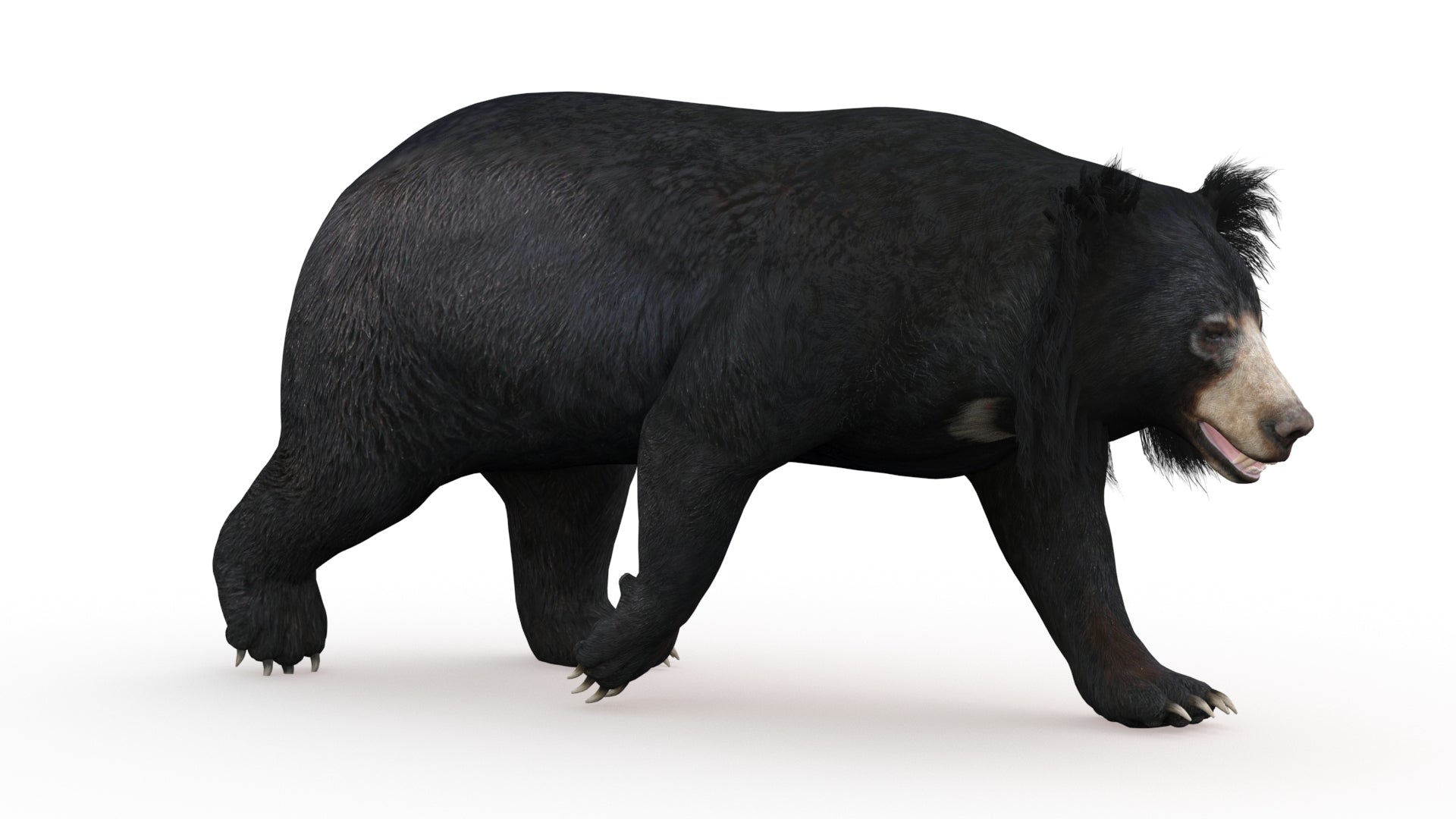 Animated Sloth Bear 3D Model for Download walk cycle