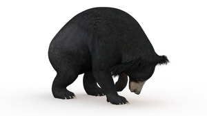 Digging Sloth Bear 3D Model Thumbnail