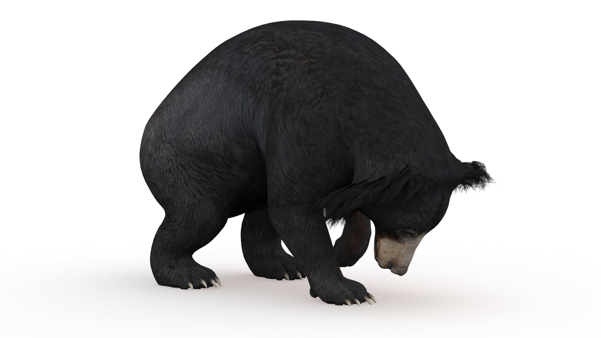 Digging Sloth Bear 3D Model