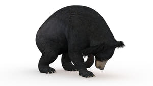 Animated Sloth Bear 3D Model for Download Thumbnail