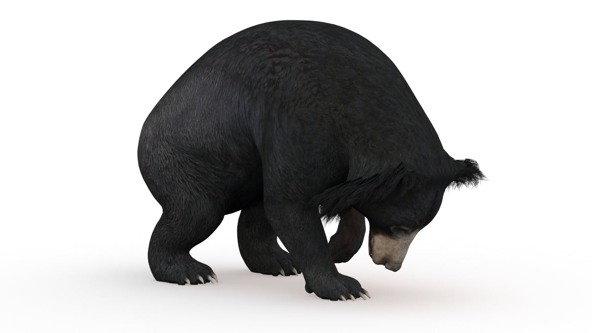 Animated Sloth Bear 3D Model for Download