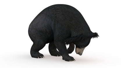Animated Bear Family 3D Bundle — Black Bear and Sloth Bear