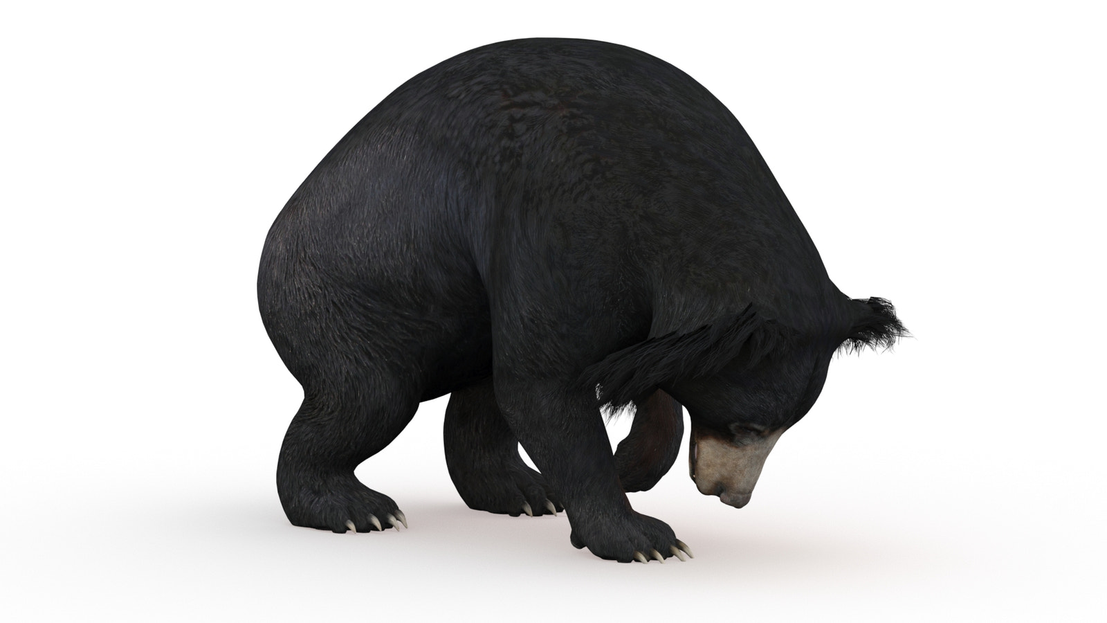 Realistic Sloth Bear 3D Model for Download