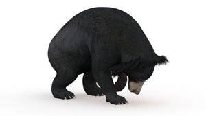Realistic Sloth Bear 3D Model for Download Thumbnail
