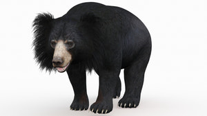 Standing Sloth Bear 3D Model Thumbnail