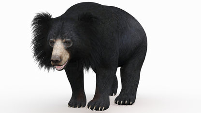 Animated Bear Family 3D Bundle — Black Bear and Sloth Bear