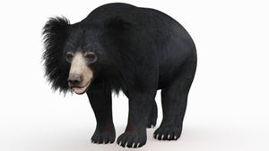 Animated Sloth Bear 3D Model for Download Thumbnail