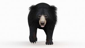 Sloth Bear 3D Model Animated  Thumbnail
