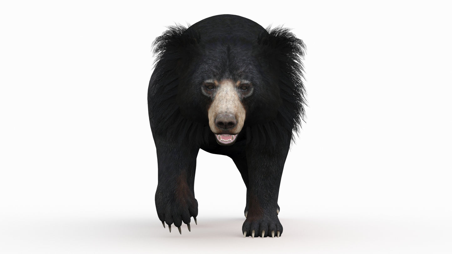 Sloth Bear 3D Model Animated 