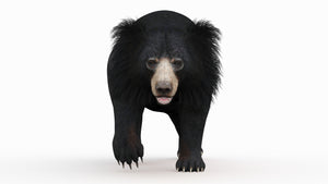 Animated Sloth Bear 3D Model for Download