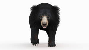 Animated Sloth Bear 3D Model for Download Thumbnail