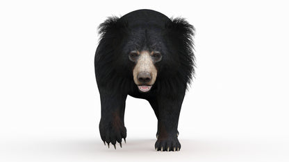 Animated Bear Family 3D Bundle — Black Bear and Sloth Bear