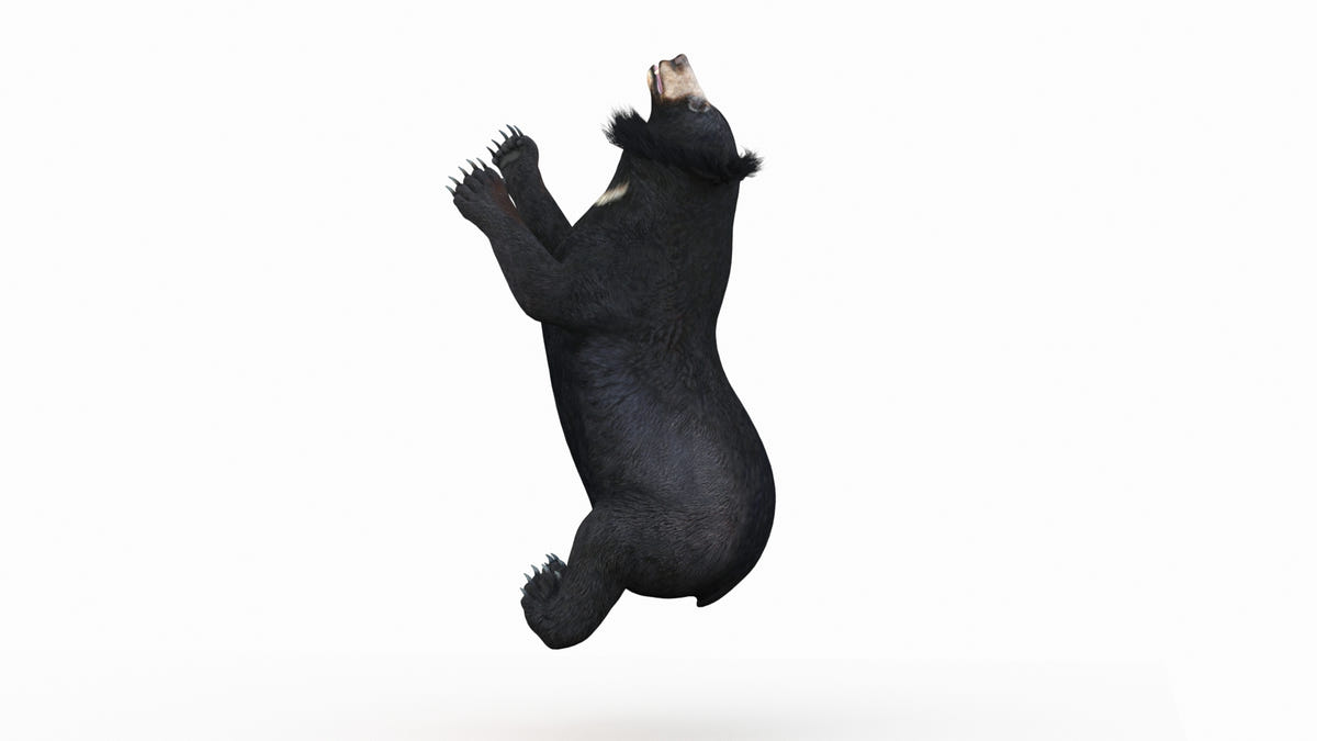 Animated Bear Family 3D Bundle — Black Bear and Sloth Bear - 360 Degree View