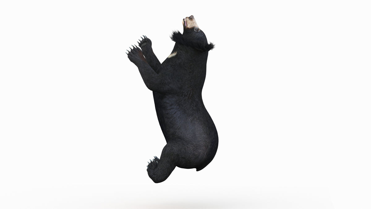 Animated Bear Family 3D Bundle — Black Bear and Sloth Bear - 360 Degree View