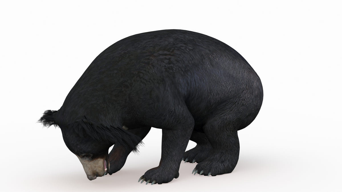 Animated Bear Family 3D Bundle — Black Bear and Sloth Bear - 360 Degree View