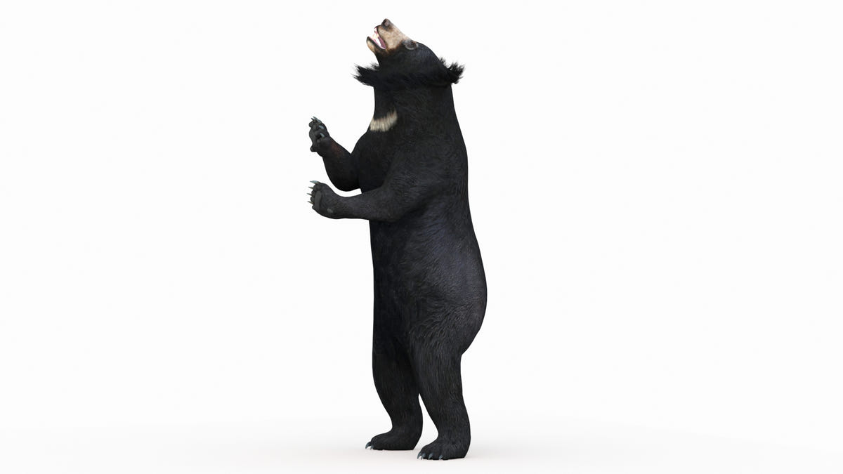 Animated Bear Family 3D Bundle — Black Bear and Sloth Bear - 360 Degree View