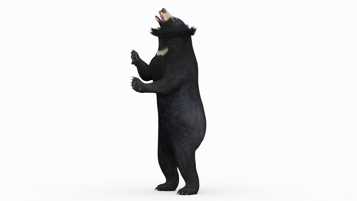 Animated Bear Family 3D Bundle — Black Bear and Sloth Bear - 360 Degree View