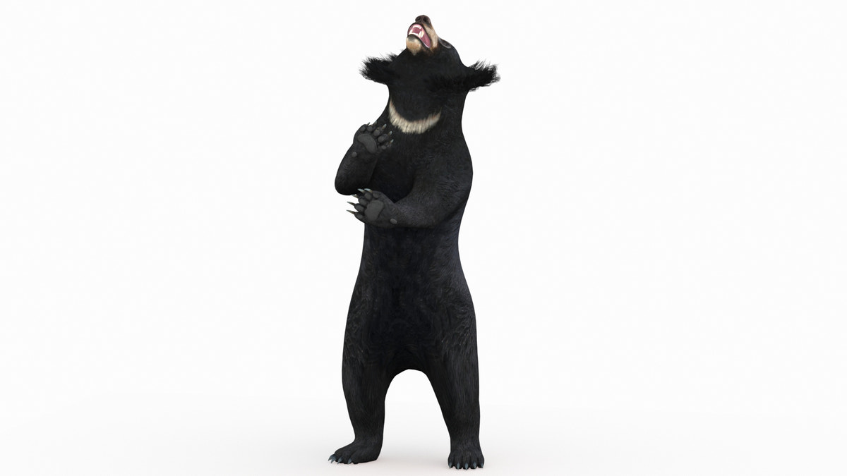 Animated Sloth Bear 3D Model - 360 Degree View