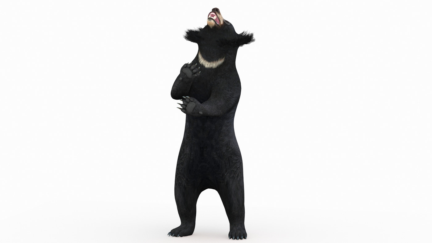 Animated Sloth Bear 3D Model - 360 Degree View