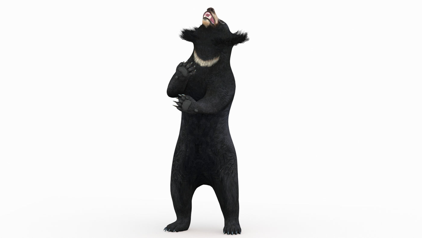 Animated Sloth Bear 3D Model - 360 Degree View