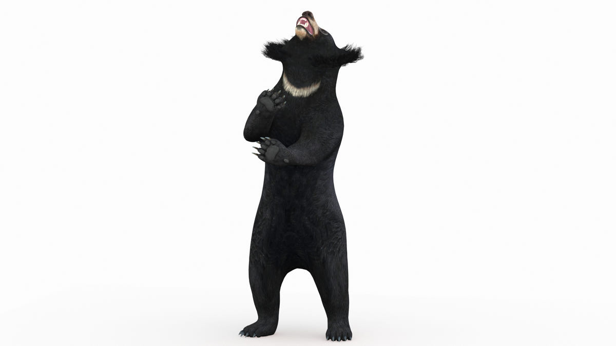 Animated Bear Family 3D Bundle — Black Bear and Sloth Bear - 360 Degree View