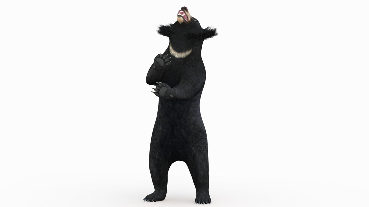 Animated Bear Family 3D Bundle — Black Bear and Sloth Bear - 360 Degree View